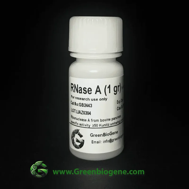 Rnase A