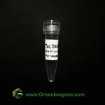 taq DNA Polymerase