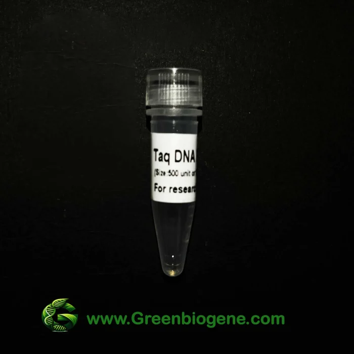 taq DNA Polymerase