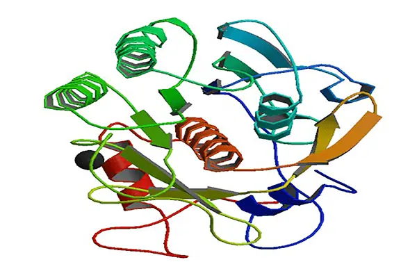 Proteinase K