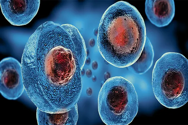 stem cell